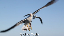 Pacific Gull, Abrolhos Islands. by Chloe Taylor 